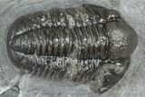 Detailed Gerastos Trilobite Fossil - Morocco #363954-2